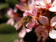 高清蜜蜂鲜花图片下载