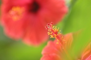 植物花蕾特写图片下载