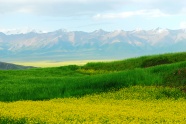 油菜花高清图片下载