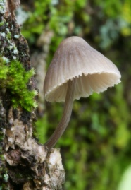高清蘑菇图片