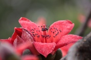 木棉花鲜艳图片下载