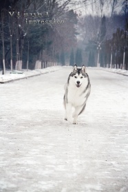 哈士奇雪橇犬图片