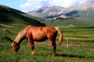草原马匹高清图片