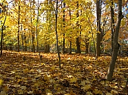 秋季树林枫叶图片下载