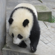可爱熊猫高清图片