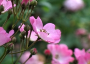 蔷薇花高清图片