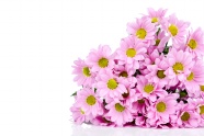 唯美粉色花朵图片