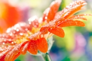 橙色水珠花朵图片下载