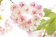 粉色淡雅樱花图片