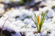 融合的积雪与植物图片