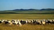 内蒙古草原羊群图片