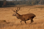 草原棕色麋鹿图片