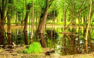 绿色清新树林图片