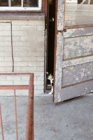 躲在门后的小猫图片