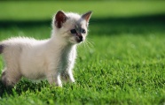 草地小猫咪图片