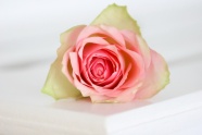 粉色淡雅玫瑰花图片