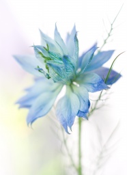 蓝色淡雅花朵图片