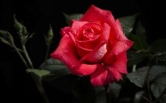 精美玫瑰花图片