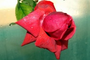 红色鲜艳玫瑰花图片