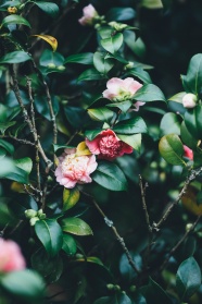 唯美山茶花图片