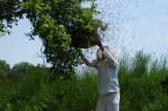 养蜂工人图片