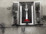 窗户盆栽花卉图片