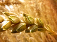 秋天麦穗图片
