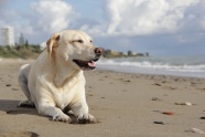 拉布拉多寻回犬图片