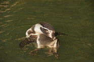 洪堡企鹅图片