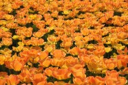 郁金香鲜花图片