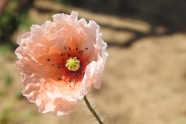 粉色罂粟花图片