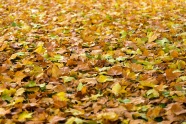 满地秋叶图片