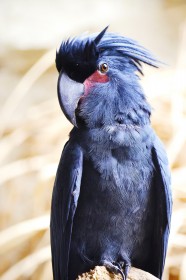 棕榈凤头鹦鹉图片