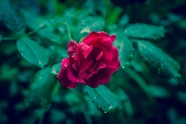 唯美红玫瑰花图片