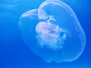 海月水母的图片