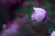 白紫色海葵花图片