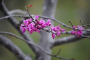 春天树开的花图片