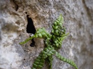石缝里的绿色植物图片