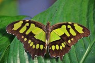 绿色斑纹蝴蝶图片