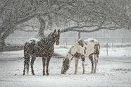 雪中马儿图片