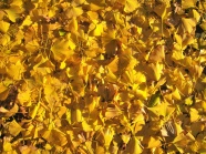 黄色银杏叶子图片