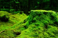 原始森林苔藓图片