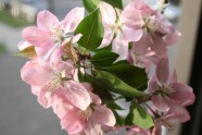 粉红色海棠花图片