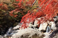 秋天红枫山涧图片