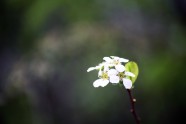 野生白色小花图片