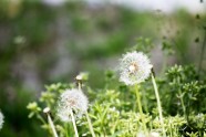 野草蒲公英图片