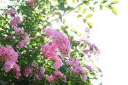 粉色花朵植物图片