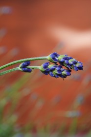 薰衣草花穗图片