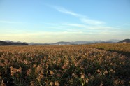 田野种植地图片