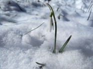 雪地花草图片